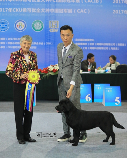一诺--中国冠军登录 - 地中海拉布拉多犬舍官方网站